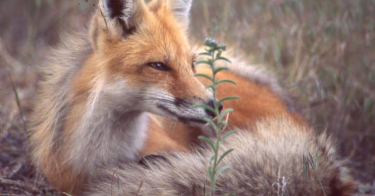 White Wolf : Amazing Pictures Show Raven And Red Fox Interaction