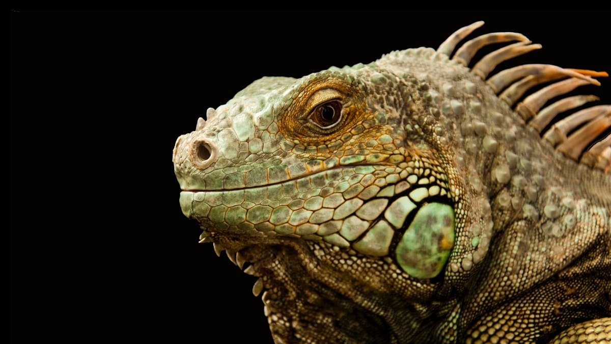 From Lizards to Crocodiles: The Different Types of Large Reptile Pets - LA  Progressive