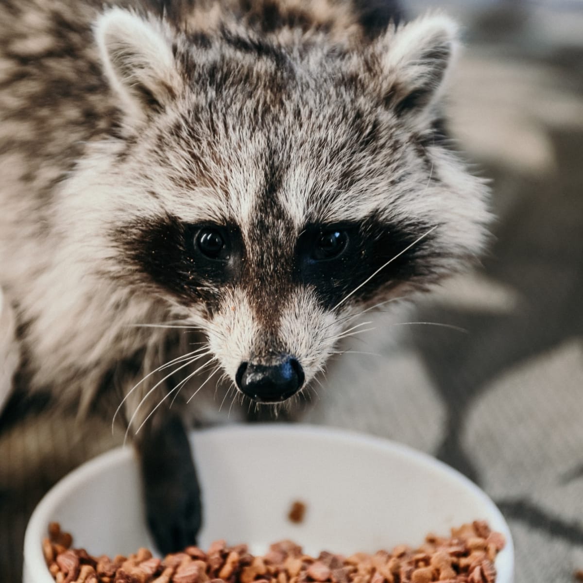 Raccoons Eating LA Progressive