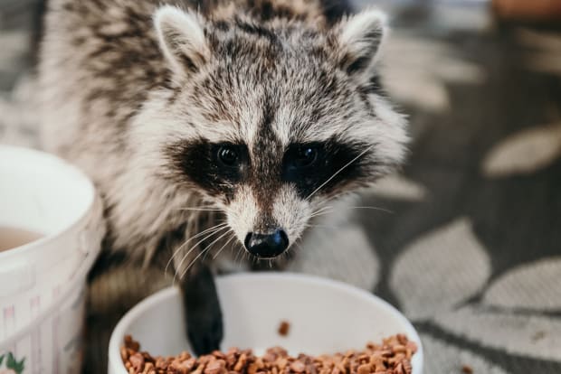 raccoons wearing collared shirts