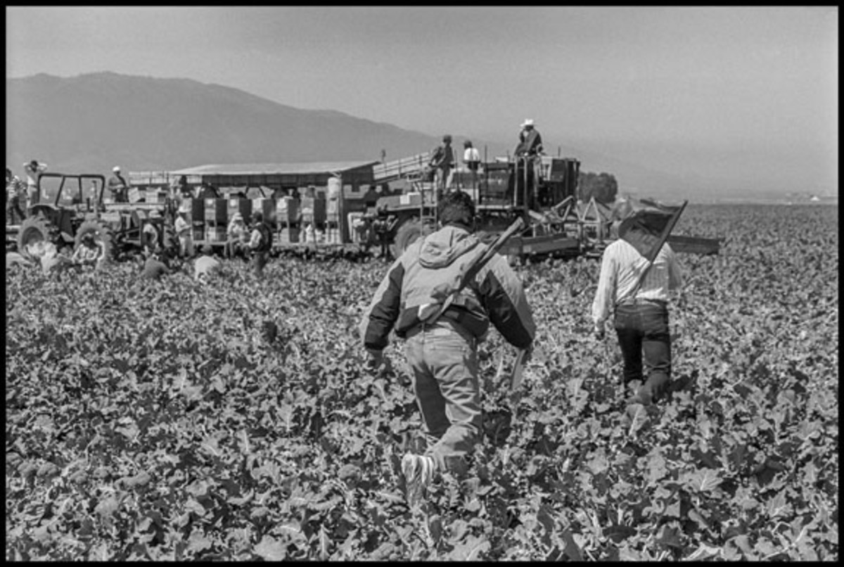 Will Roberts Court Undo Farmworker Union Rights? - La Progressive