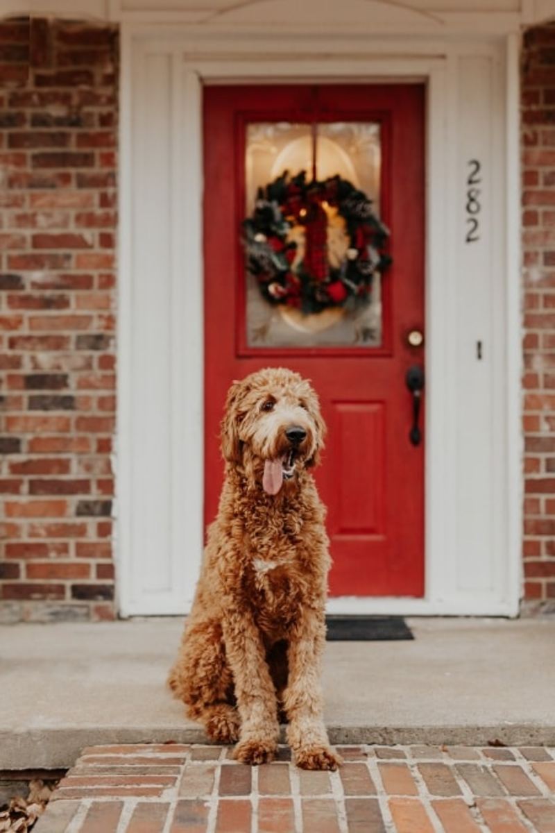 Goldendoodle And Labradoodle Training - Easy to Follow Guide