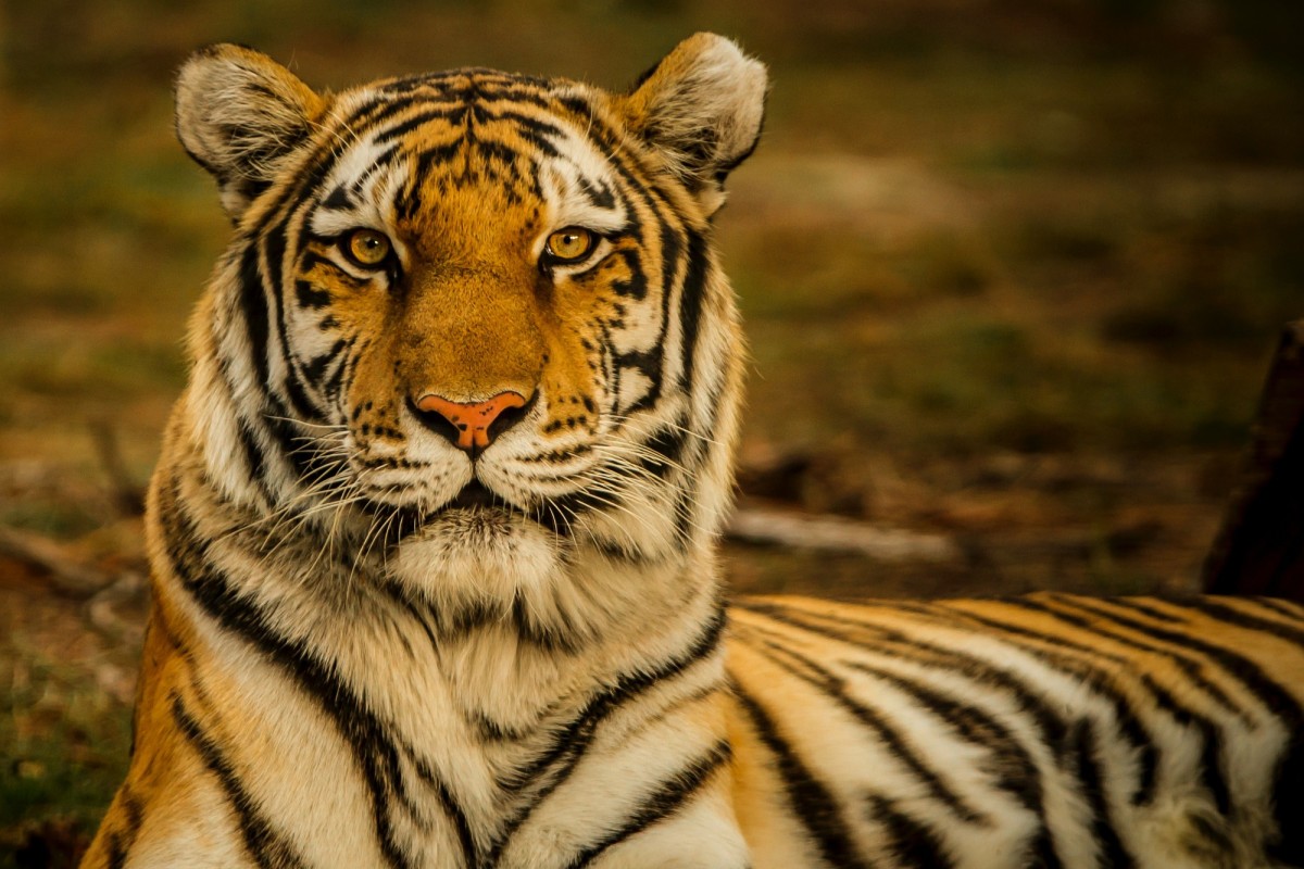 Do Tigers Have Predators? - Learn About Nature