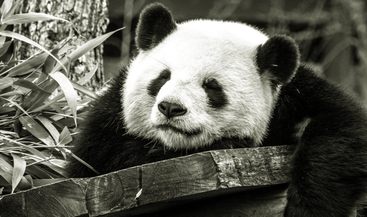 Zoo Troubles: The Plight of Two Pandas Lays Bare the Flaws - LA